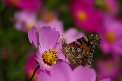 20100930コスモス40with蝶 ISO80 F5
