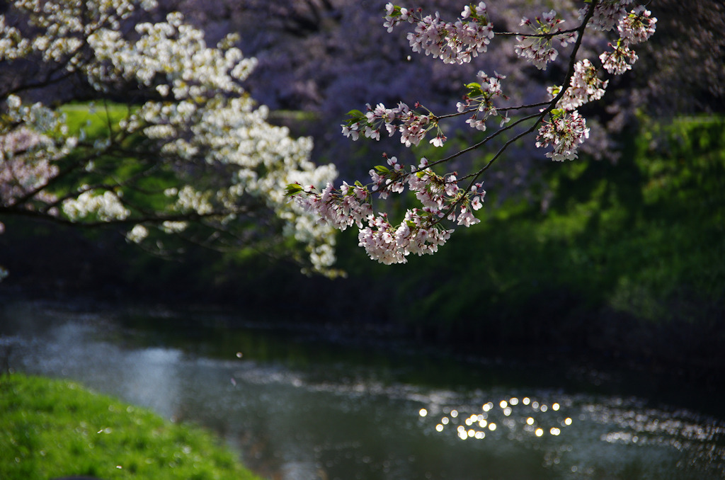 2011桜09