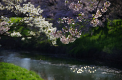 2011桜09