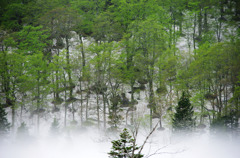 八幡平・大場谷地の春ｂ