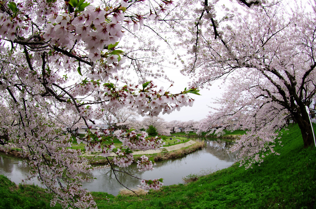 2011桜06