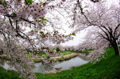 2011桜06