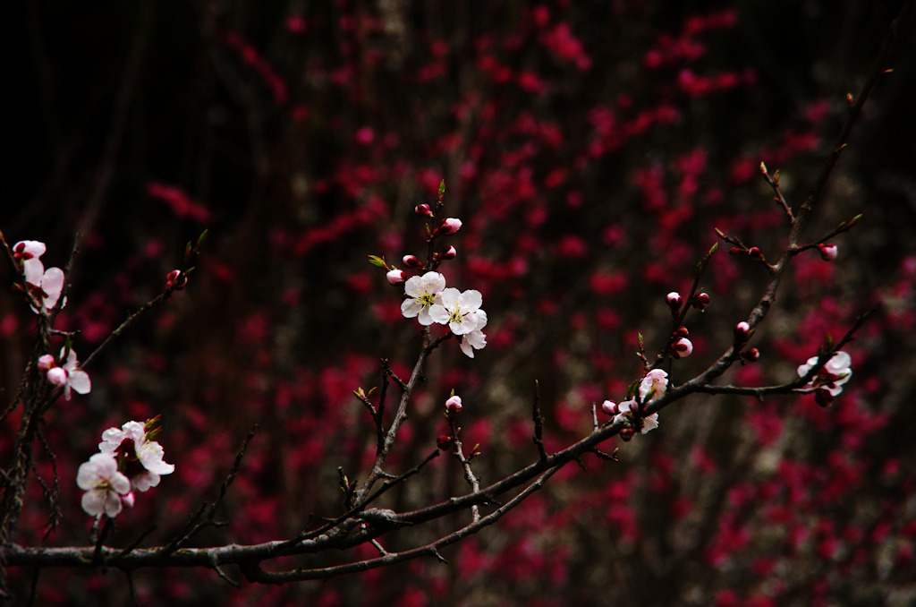 梅2011その1