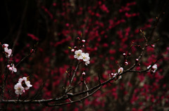 梅2011その1