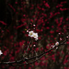 梅2011その1