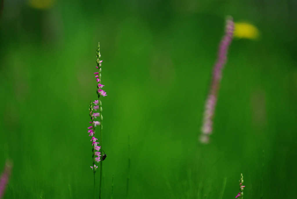 2011ねじ花02