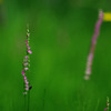2011ねじ花02
