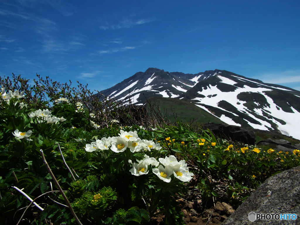 ハクサンイチゲとお山Ⅱ