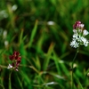 虎毛山登山・花Ⅶ