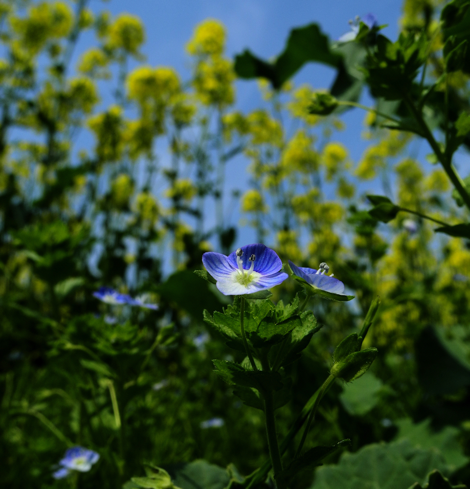 菜の花とオオイヌノフグⅠ