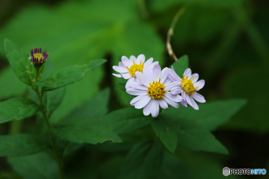 小菊