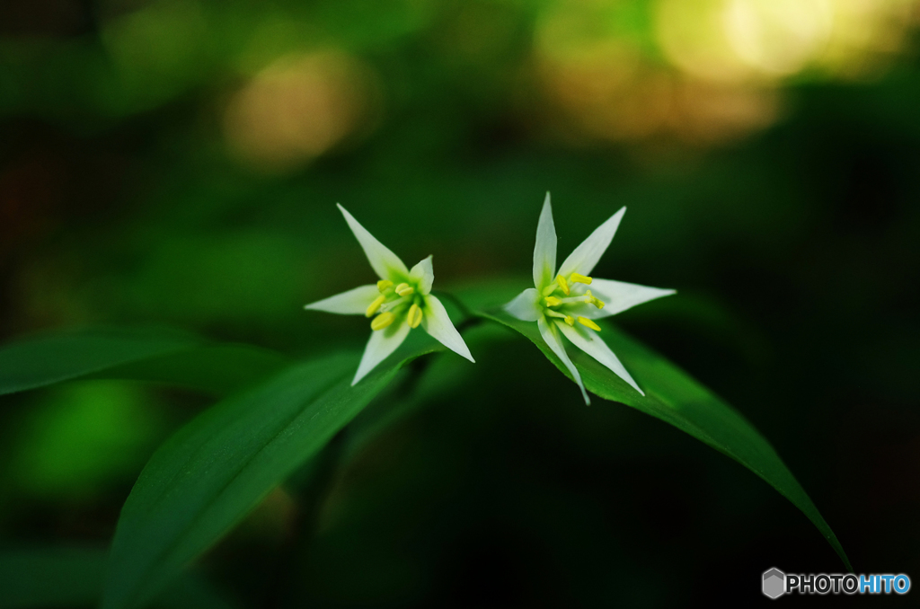 房住山de花散歩・チゴユリ