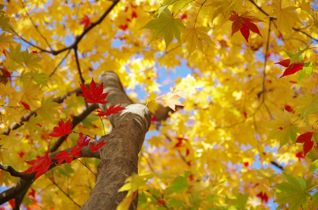 千秋公園・紅葉2014Ⅲ