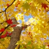 千秋公園・紅葉2014Ⅲ