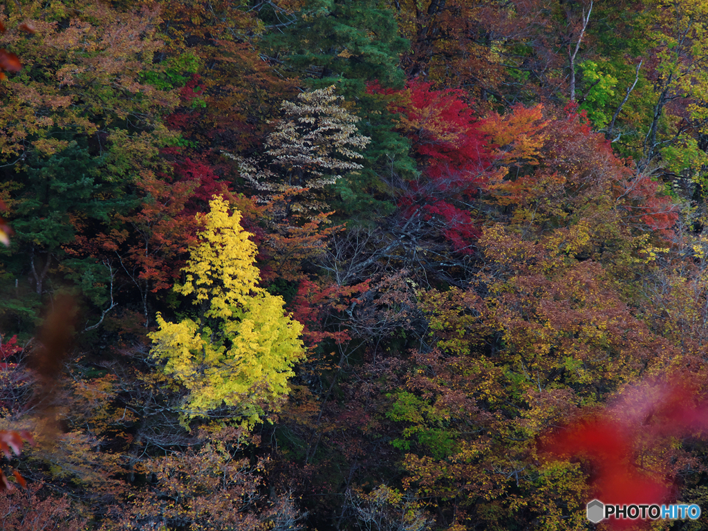 紅葉Ⅴ