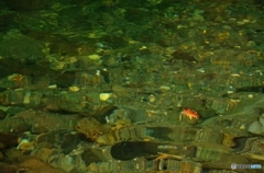 浮流秋