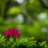 大森山散策Ⅷ