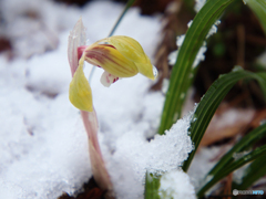 雪春蘭Ⅰ