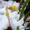 雪春蘭Ⅰ