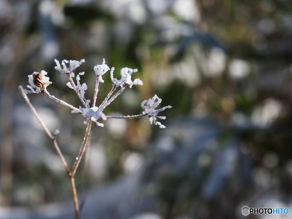 枯雪化粧Ⅱ