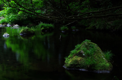 森の水鏡