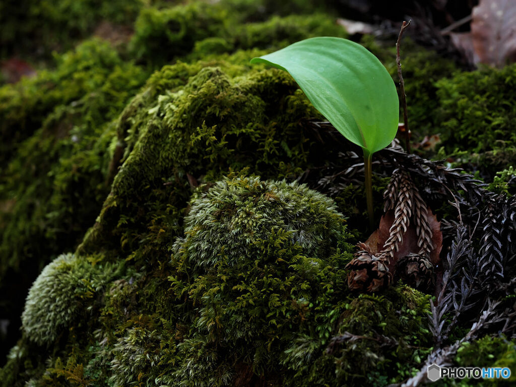 苔活