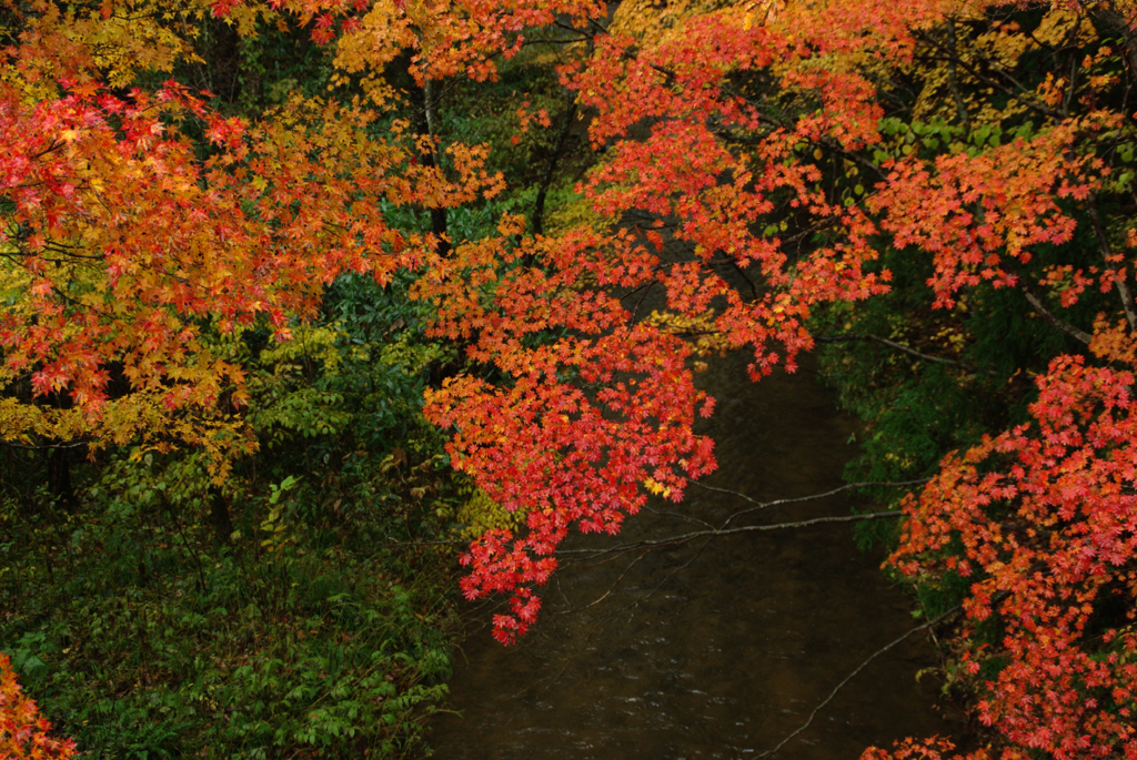 20101103大葛　紅葉017K200D