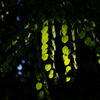 Leaf Line