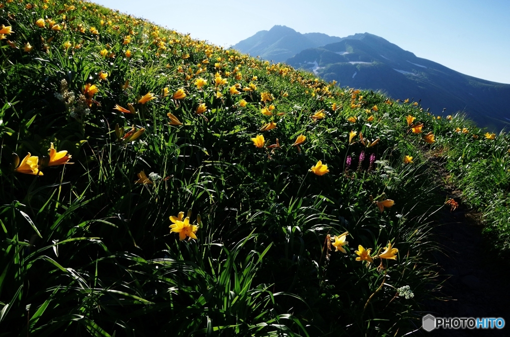 夏山と花Ⅰ