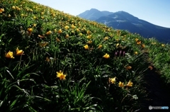 夏山と花Ⅰ