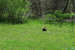 アナグマ君
