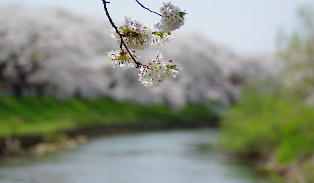 2012桜-17