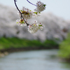 2012桜-17