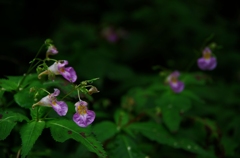 虎毛山登山・花Ⅱ