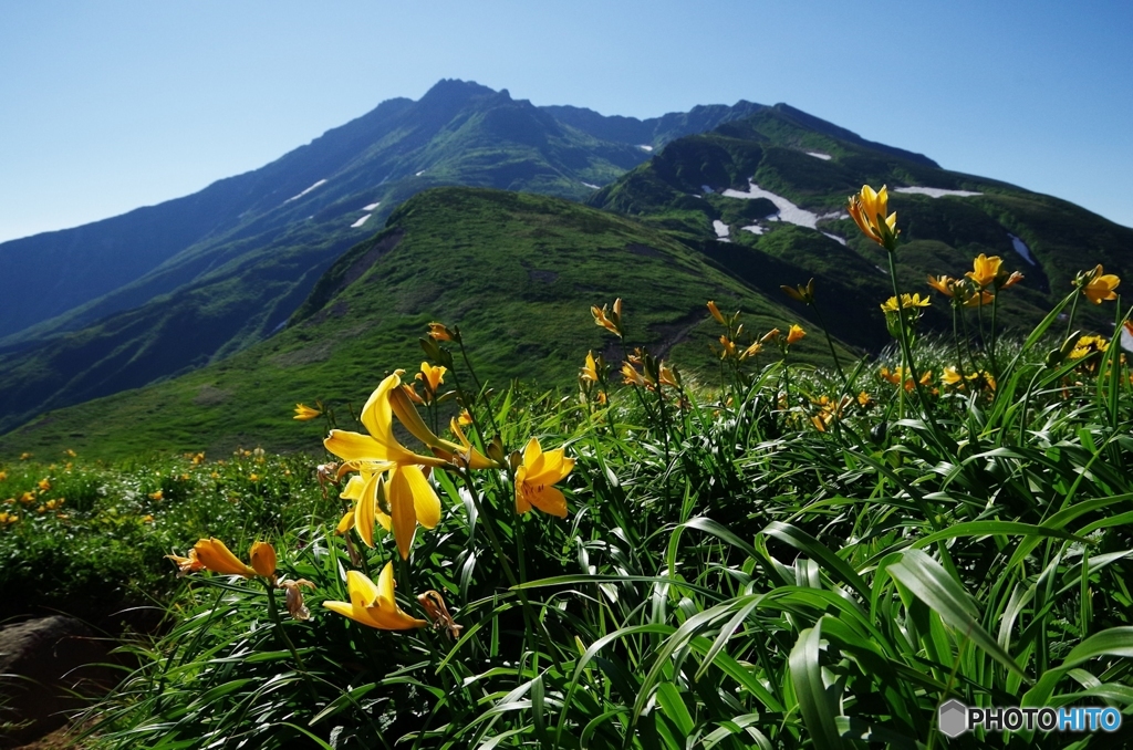 夏山と花Ⅴ