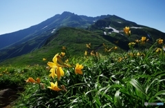 夏山と花Ⅴ