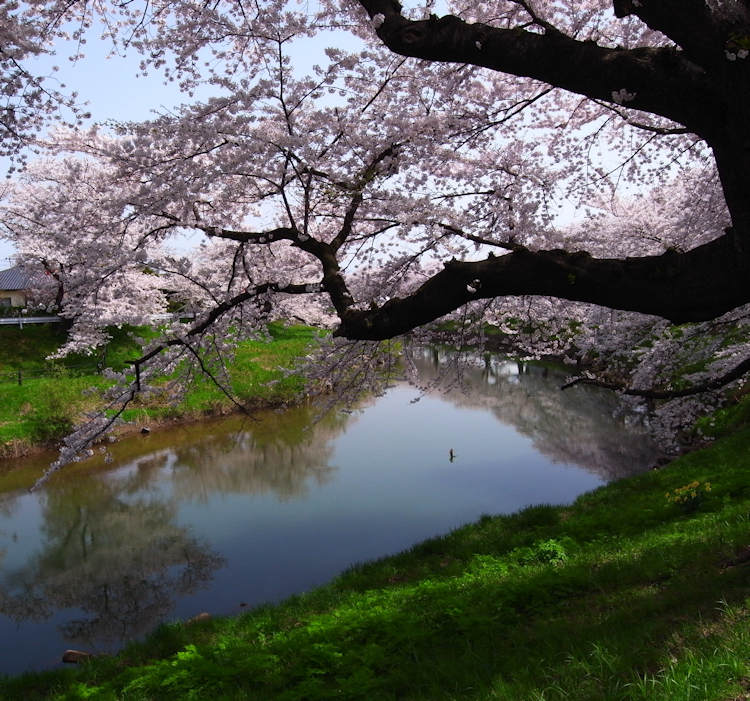 2012桜-08