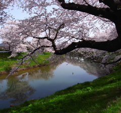 2012桜-08