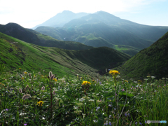 夏山