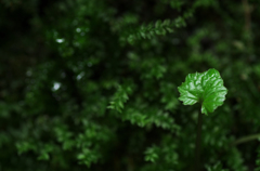 峡に芽吹くⅣ