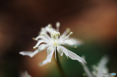 山春花Ⅰ