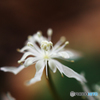 山春花Ⅰ