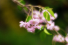 2011桜08
