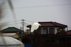 鷺