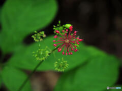 ニンジン花火。