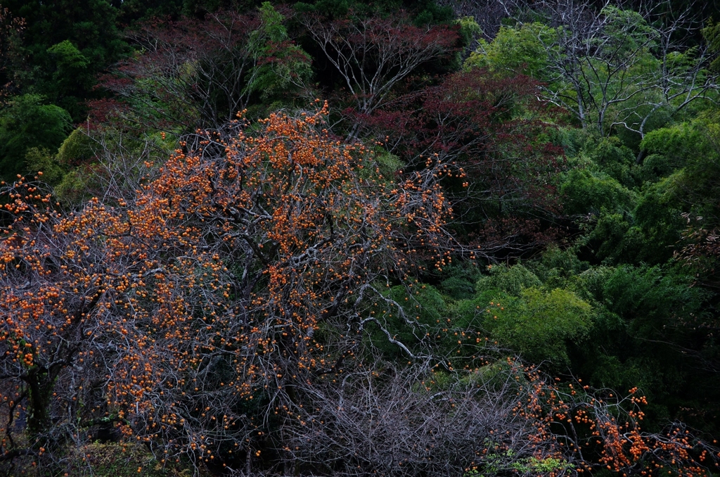 晩秋の里山