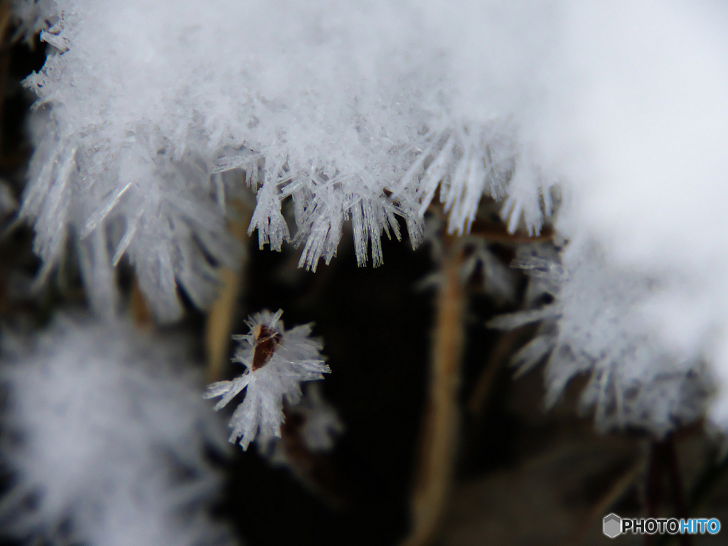 雪毛