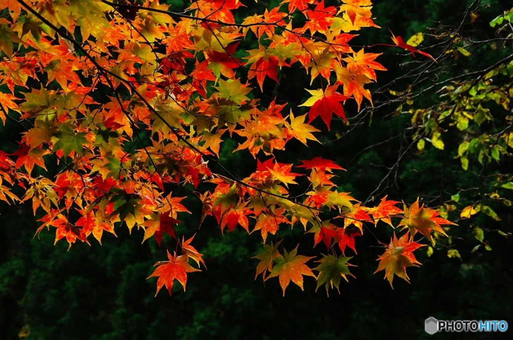 里山紅葉Ⅰ
