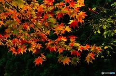 里山紅葉Ⅰ