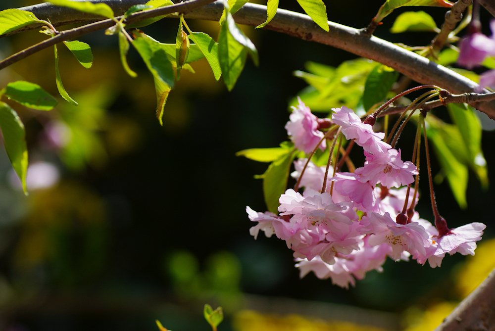 2012桜-04